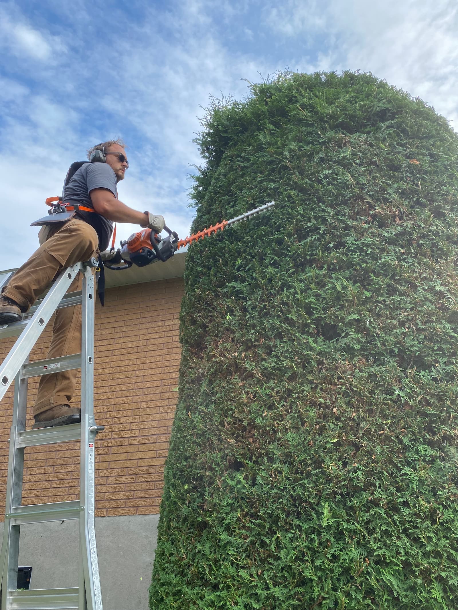 Worker trimming hedges.