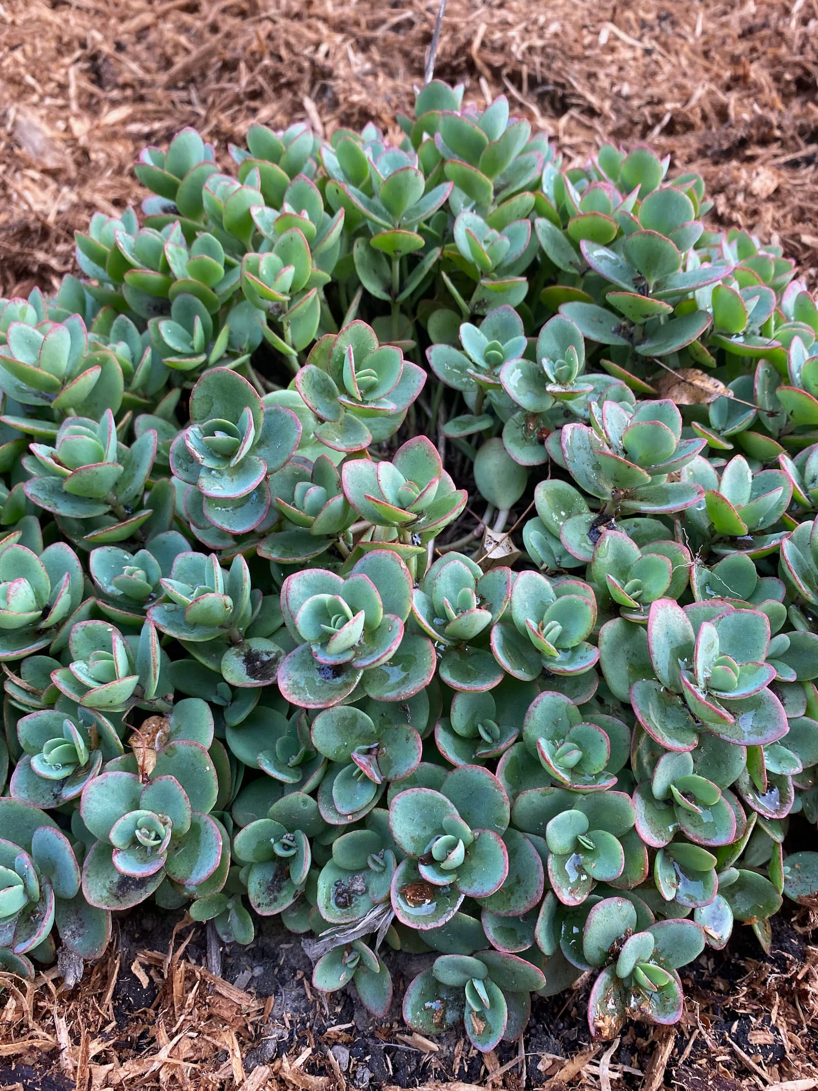 A trimmed succulent.