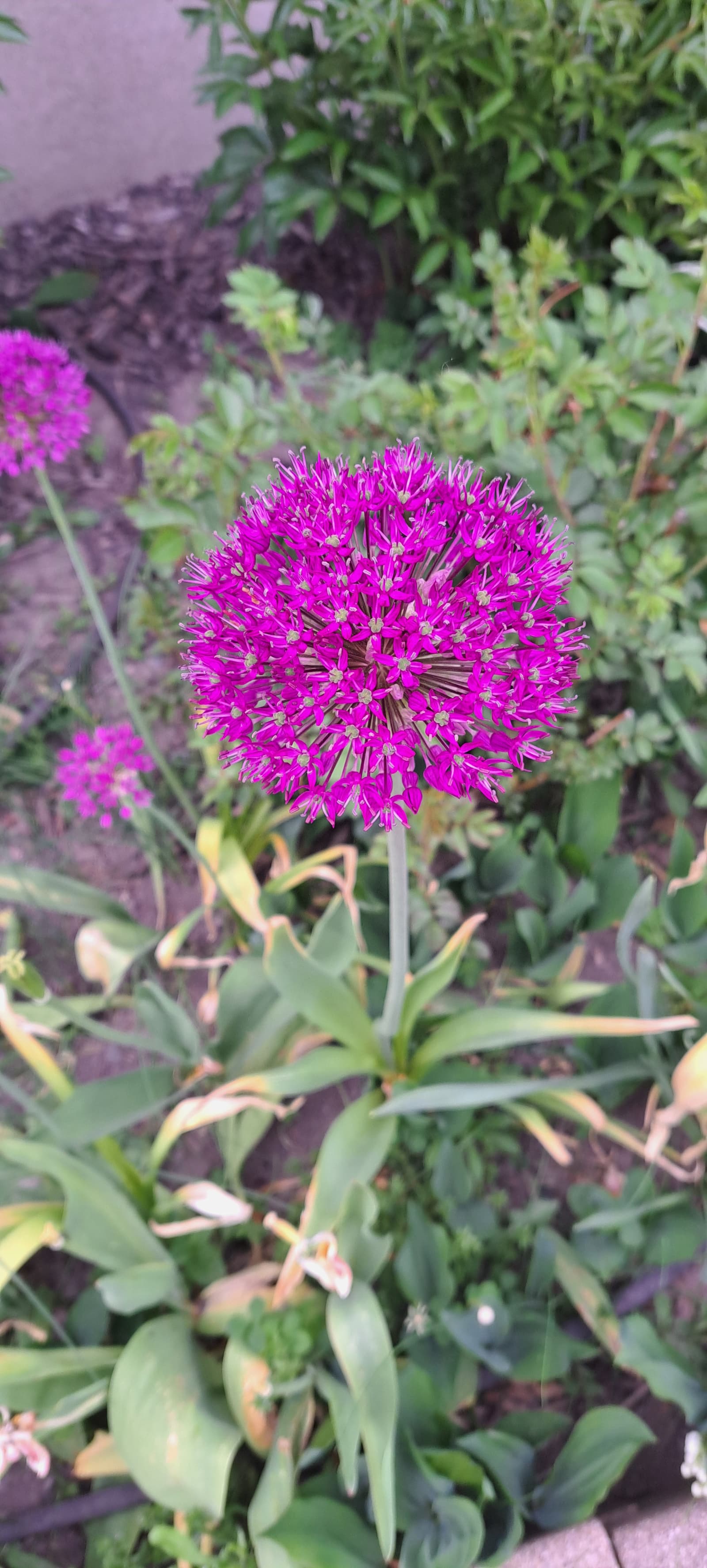 A pink flower.