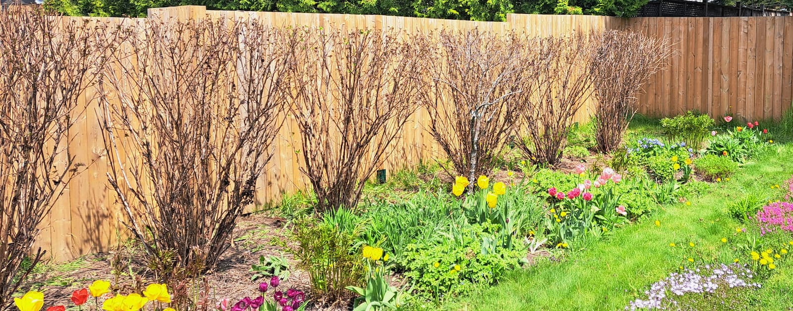A garden with bushes along a fence.
